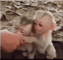 Monkey Iver Monkey GIF - Monkey Iver Monkey Tweaking GIFs