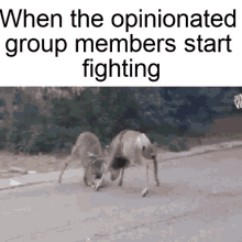 Opinionated Group Members When The Opinionated Group Members Start Fighting GIF - Opinionated Group Members When The Opinionated Group Members Start Fighting Opinionated Group Members Fighting GIFs