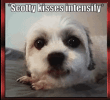 kisses puppy