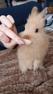 Rabbit Eat GIF - Rabbit Eat GIFs