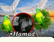 Hamad Ha33 GIF - Hamad Ha33 GIFs