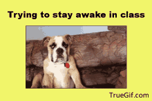 Dog Tired GIF - Dog Tired Try To Stay Awake GIFs