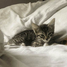 a small kitten laying on a white blanket