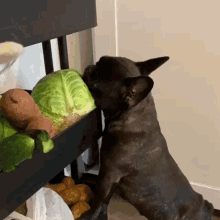Dog Eating GIF - Dog Eating Salad GIFs
