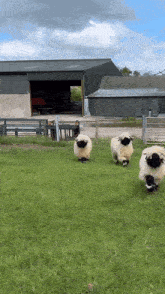 a herd of sheep standing in a grassy field with a barn in the background