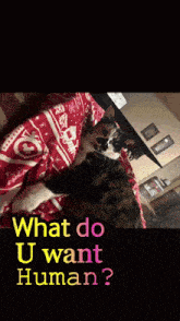 a calico cat with the words what do u want human on the bottom