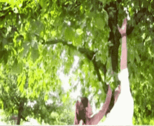 Tree Parica GIF - Tree Parica GIFs