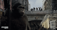 a poster for archives of the apes with a monkey holding a gun
