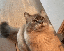 Chetgrey Chet Grey GIF - Chetgrey Chet Grey Cat GIFs