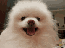 Dog Yawning GIF