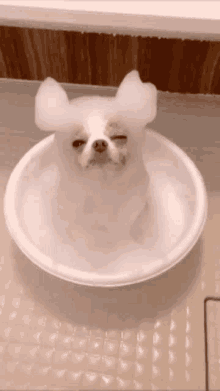 Chihuahua Dog GIF - Chihuahua Dog Dog Bath GIFs
