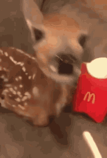 GIF