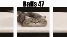 Balls Balls 47 GIF - Balls Balls 47 Cat GIFs