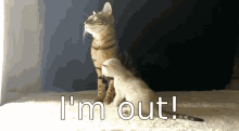 Im Out Out GIF - Im Out Out Cats GIFs