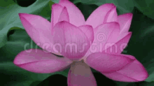 Lotus GIF