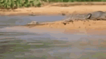 Champion Predator  GIF - Crocodile Jaguar Fight GIFs