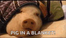 Pig In A Blanket Pig GIF - Pig In A Blanket Pig Blanket GIFs