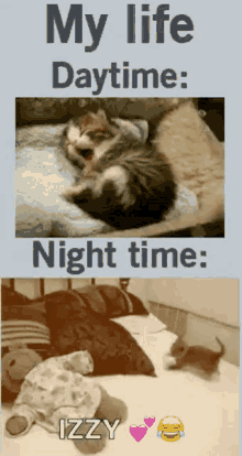 Cats Funny GIF - Cats Funny Me Day Vs Night GIFs