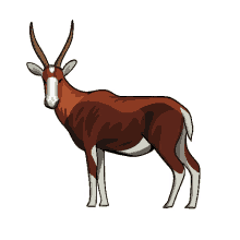antelope blesbok bontebok