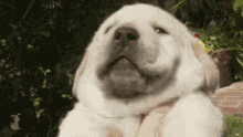 Big Ol' Yawwwwn GIF - Yawn Puppies Dog GIFs