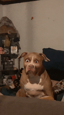 a dog with a surprised look on his face