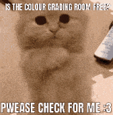 Is The Colour Grading Room Free Pwease GIF - Is The Colour Grading Room Free Colour Grading Room Pwease GIFs