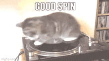 Spin Cat GIF - Spin Cat Light GIFs