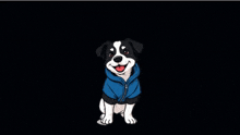 a black and white dog is wearing a blue hoodie