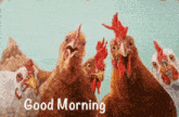 Good Morning Hens GIF