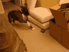 It’s. A. Fucking. Turtle. GIF - Dogs GIFs
