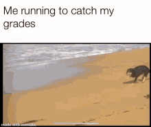 Running To Catch My Grades Dog Running GIF - Running To Catch My Grades Dog Running GIFs