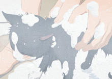 a person is washing a black and white cat