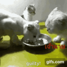 Guilty Cat Fight GIF - Guilty Cat Fight Mine GIFs