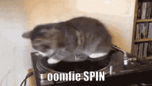 Oomfie Spin GIF - Oomfie Spin Cat GIFs