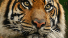 Stare Keeping A Sumatran Tiger Healthy GIF - Stare Keeping A Sumatran Tiger Healthy Nat Geo Wild GIFs