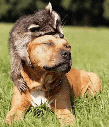 a raccoon is laying on top of a dog 's head in the grass .