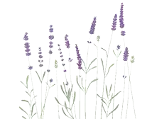a bunch of lavender flowers with a bee flying around