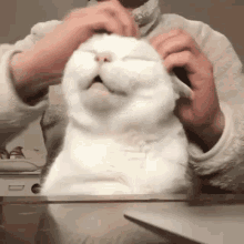 Scratching Cat Head GIF - Scratching Cat Head GIFs