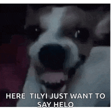a close up of a dog with the words `` here tilyi just want to say helo '' written above it .
