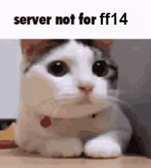 Ff14 Ffxiv GIF - Ff14 Ffxiv Server Not For GIFs