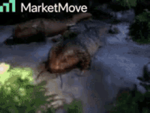 Marketmove Crocodile GIF - Marketmove Move Crocodile GIFs