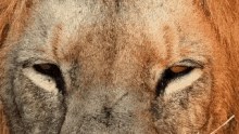 Lion Eyes GIF