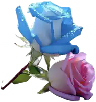 blue and pink roses with water drops on them