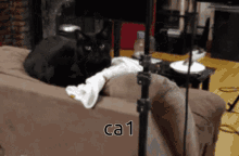 Ca1 Cat GIF - Ca1 Cat Ca GIFs