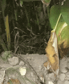 a close up of a plant with a yellow leaf
