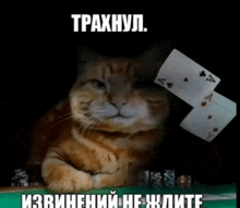 a cat playing poker with a stack of aces on top