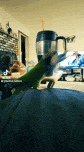 Twinkie Graham Green Parrot Conure Crab GIF - Twinkie Graham Green Parrot Conure Crab GIFs