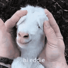 Hi Eddie GIF - Hi Eddie Goat GIFs