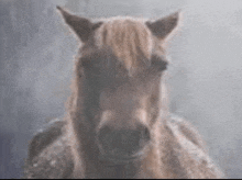 a close up of a horse 's face looking at the camera in a foggy room .