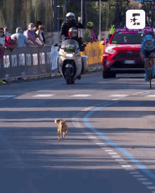 eurosport sport cycling dog 2020olympics
